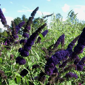 Budleja Dávidova (Buddleja Davidii) ´BLACK KNIGHT´ - výška 30-40 cm, kont. C3L